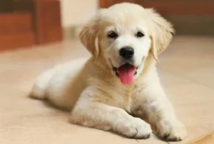 Chụp ảnh động vật thú cưng